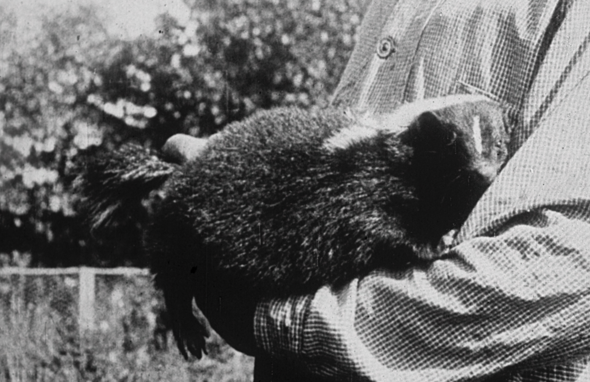 Still of a skunk