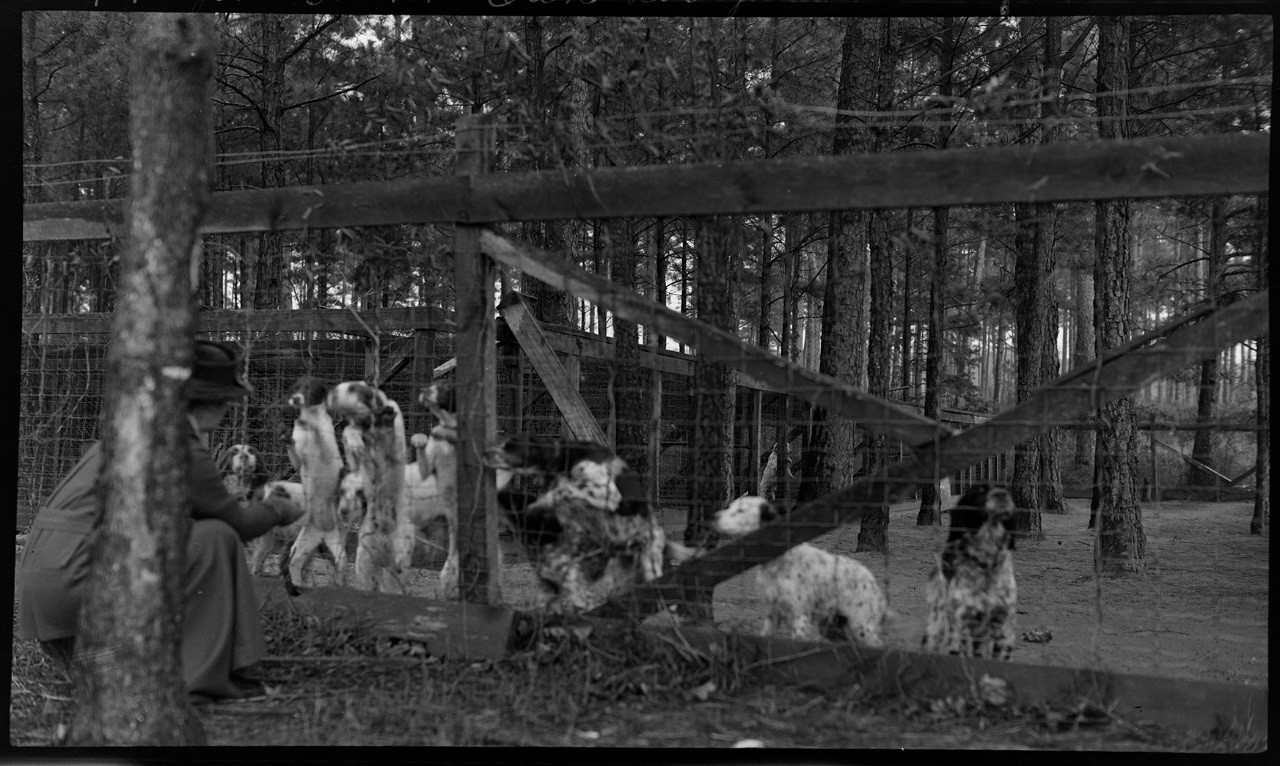 Eastman's hunting dogs