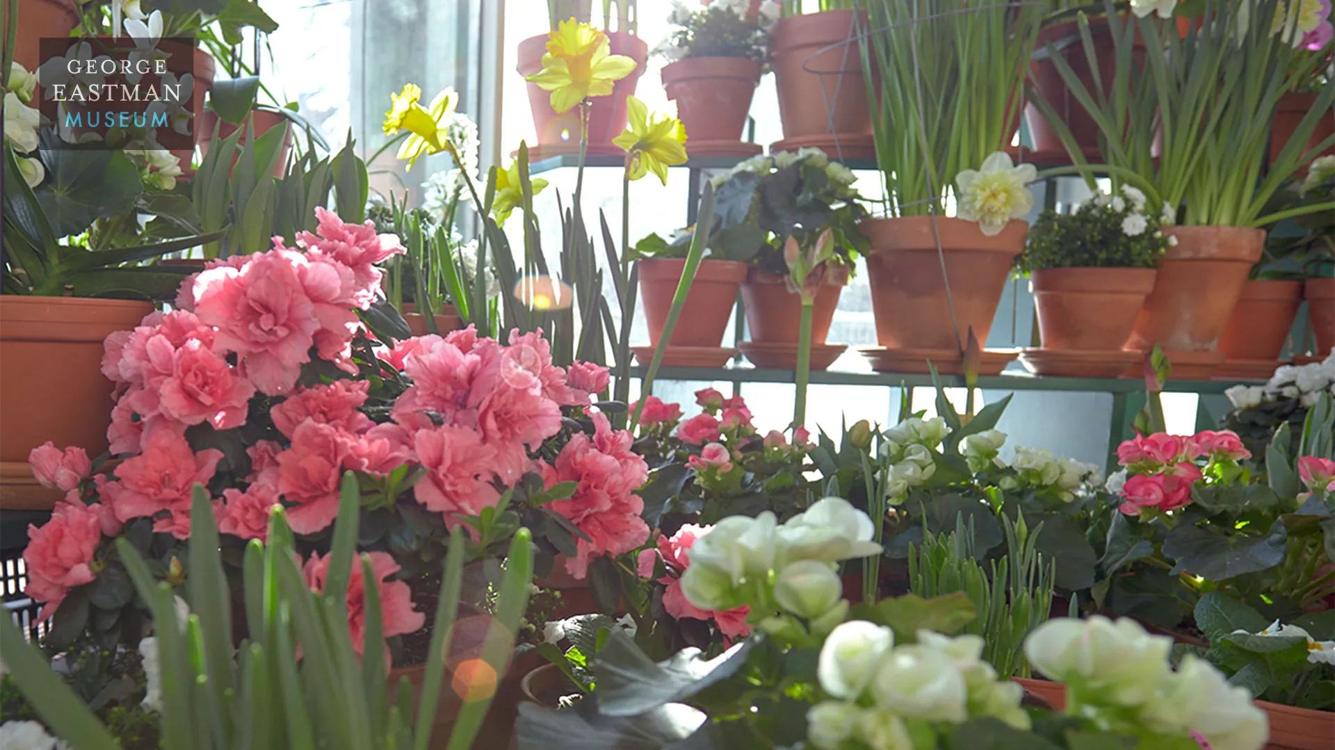 Variety of Potted Plants with Sun Shining Through from Dutch Connection