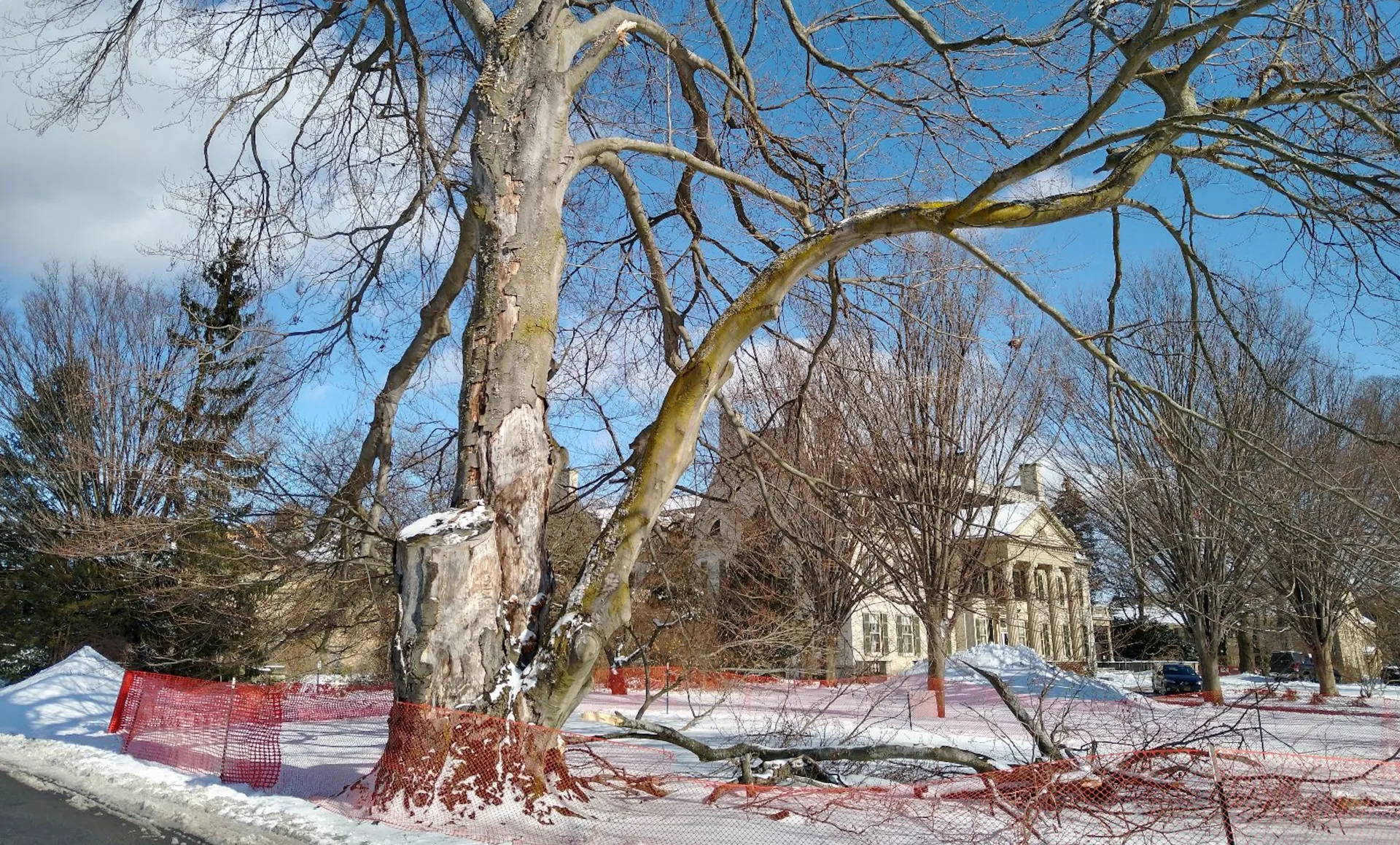 Damaged beech tree