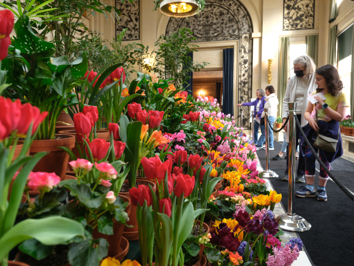 A Dutch Connection flower display