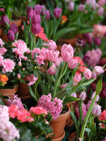 Tulips