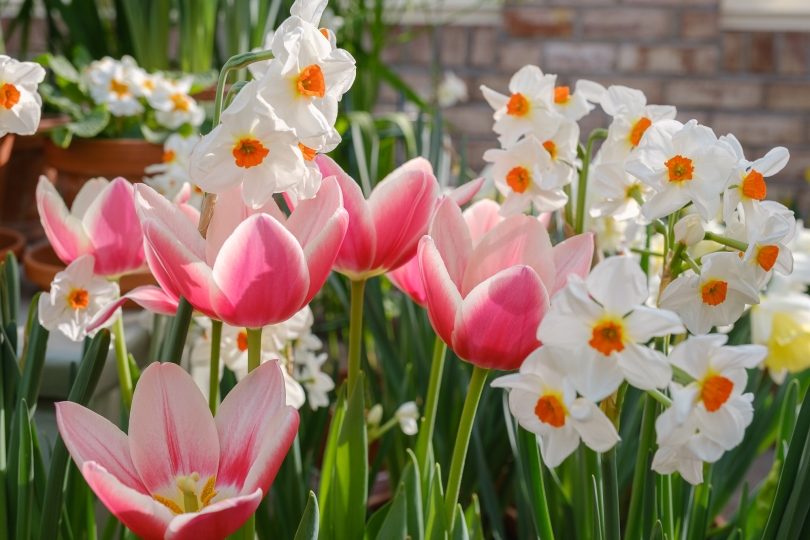Pink tulips and white daffodils at the Dutch Connection display