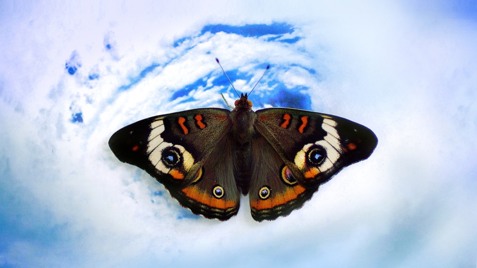 Close up of a butterfly with "eyes" on its wings 