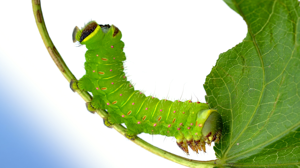 Caterpillar on a leaf 