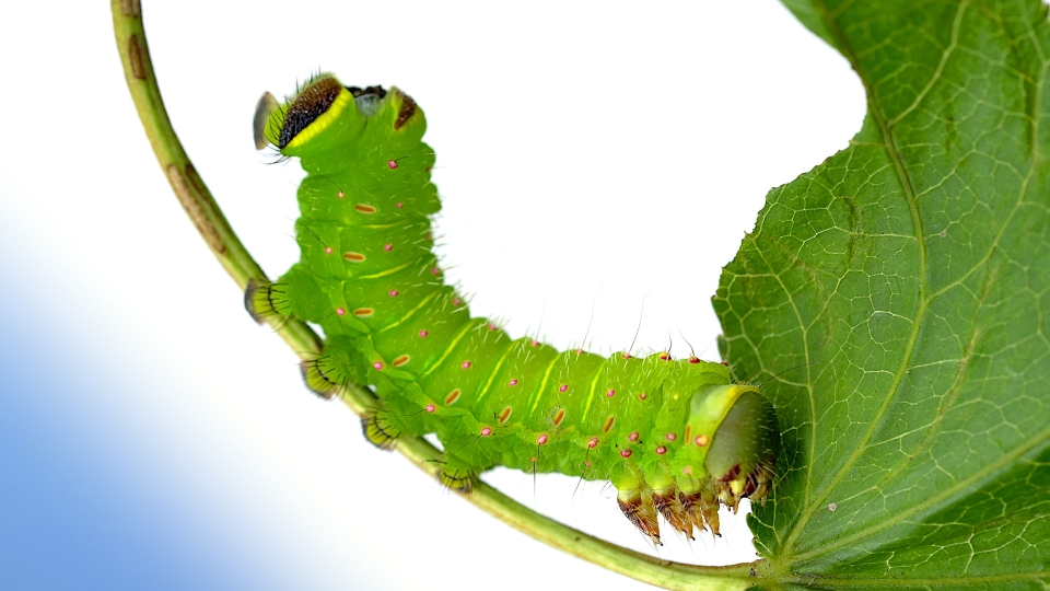 Caterpillar on a leaf 