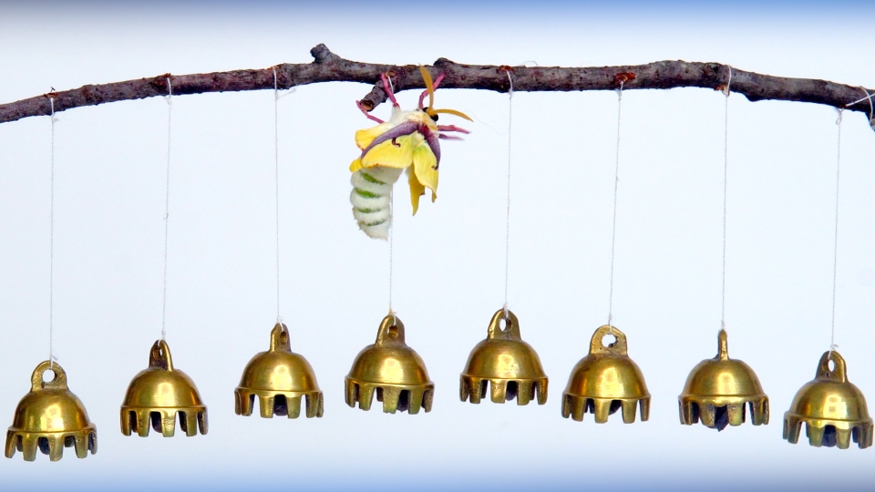 Caterpillar on a branch with bells/flowers hanging below 