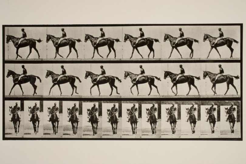 Walking; saddle; thoroughbred bay mare, Annie G., ca. 1887