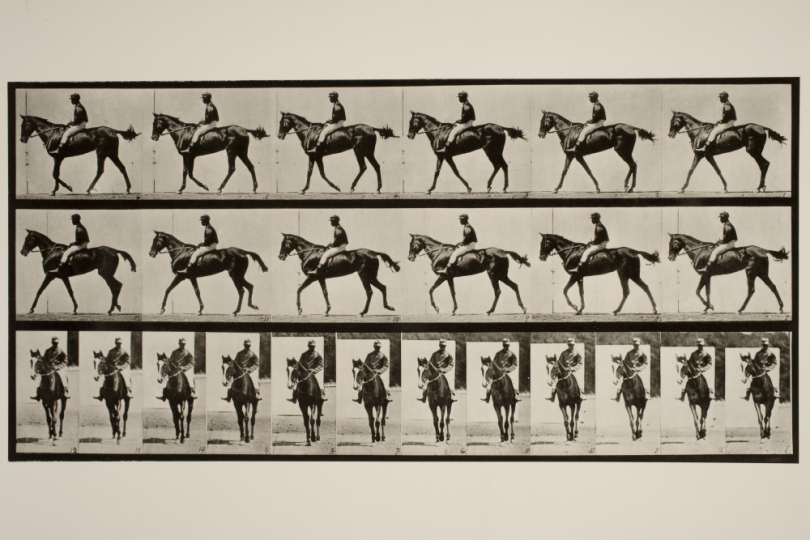 Walking; saddle; thoroughbred bay mare, Annie G., ca. 1887