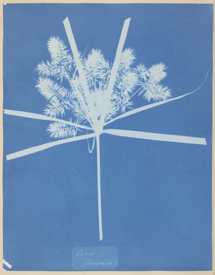 Cyanotype for flowers and ferns by Anna Atkins