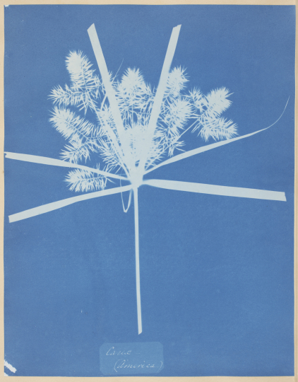 Cyanotype for flowers and ferns by Anna Atkins