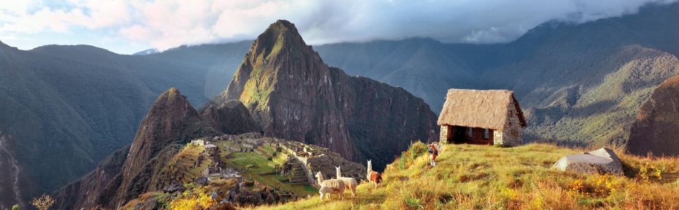 Llamas on hillside in Peru