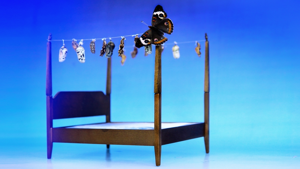 Butterfly and cocoons on a miniature bed 