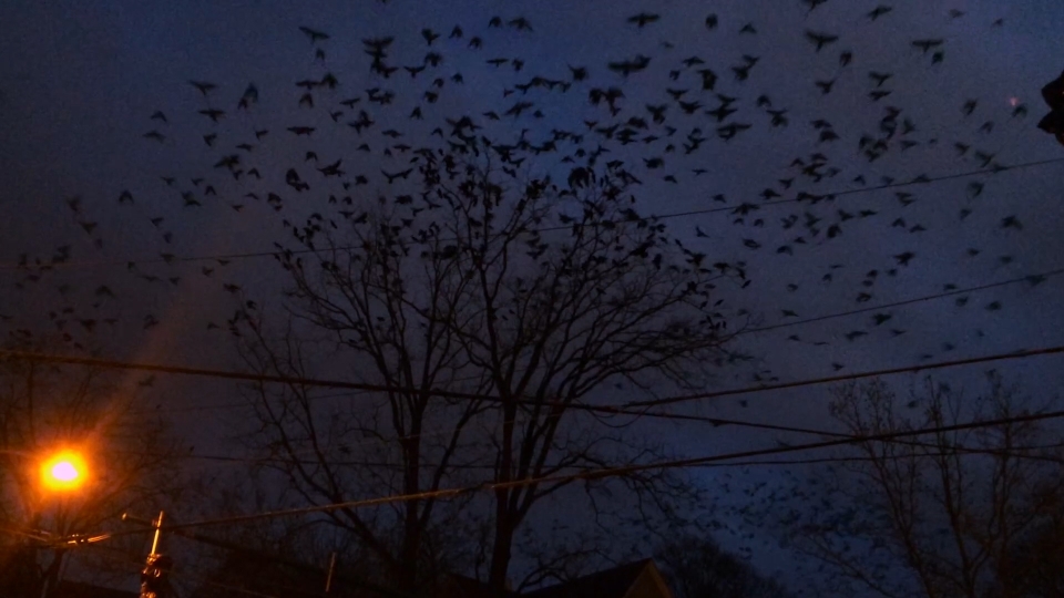 Cauleen Smith, Crow Requiem, 2016, HD film still