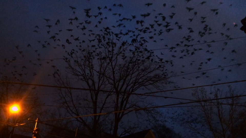Cauleen Smith, Crow Requiem, 2016, HD film still