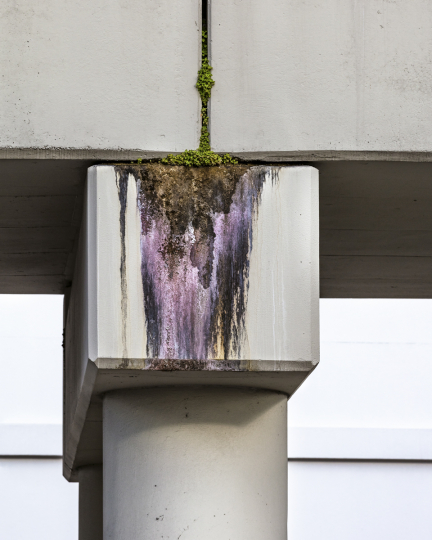 Concrete overpass support with erosion on it and plant growing in crevices