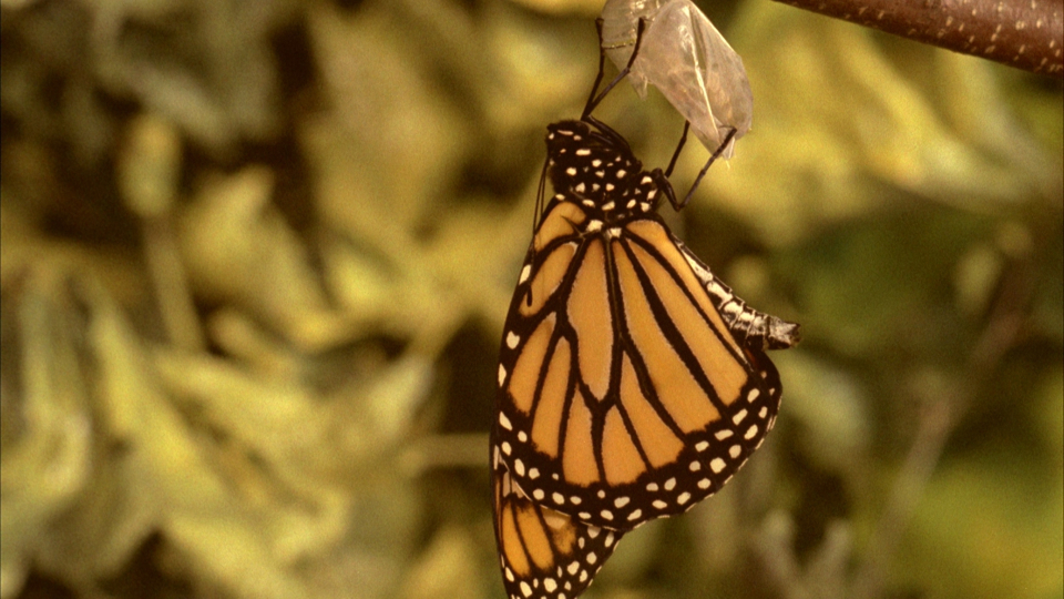 Still from Don't (Robin Lehman, 1974). George Eastman Museum. Gift of Robin Lehman.