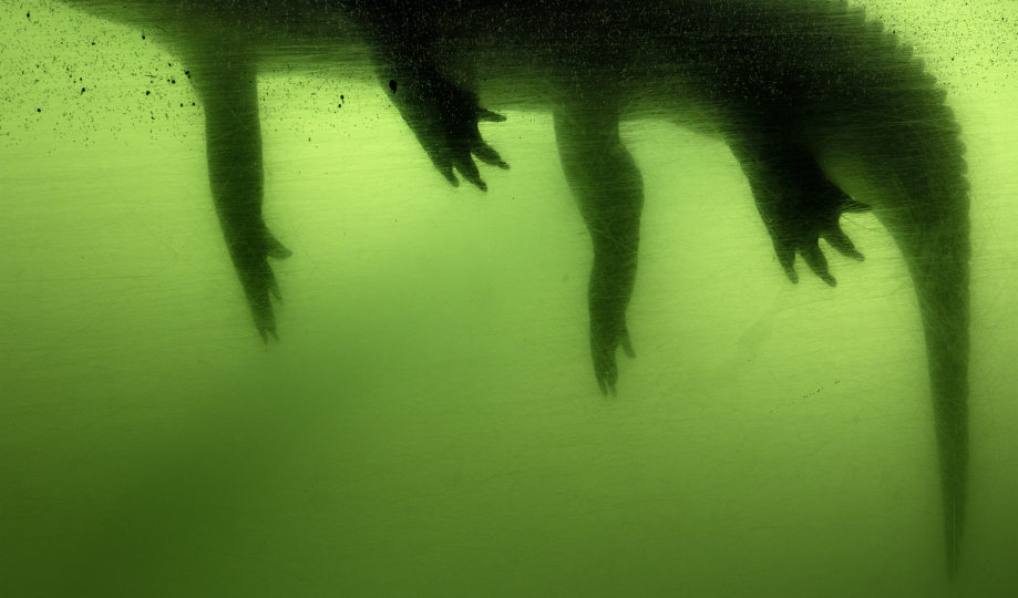 Alligator legs in green water