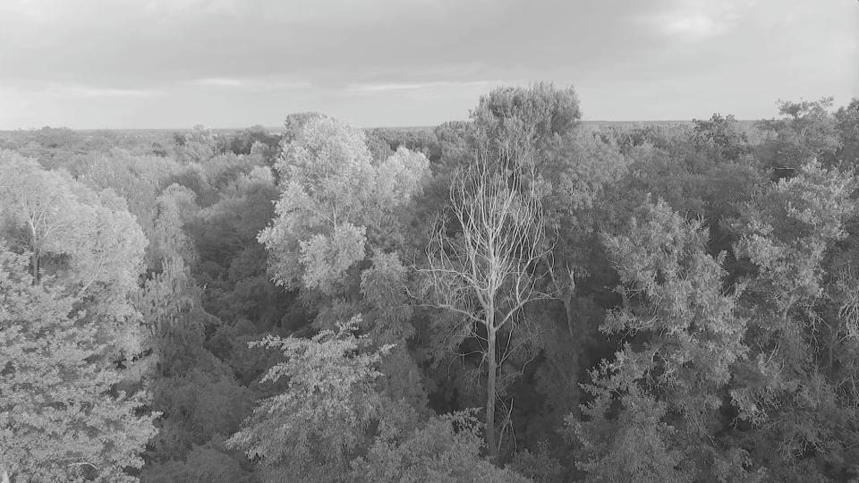 Still from Last Whispers
