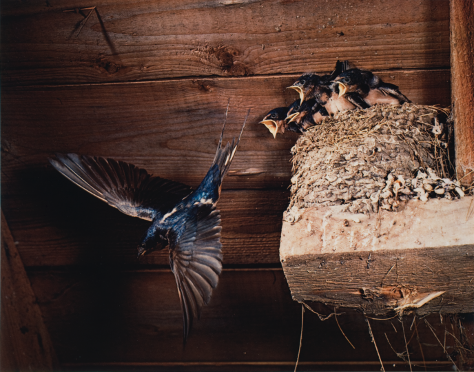  Barn Swallow