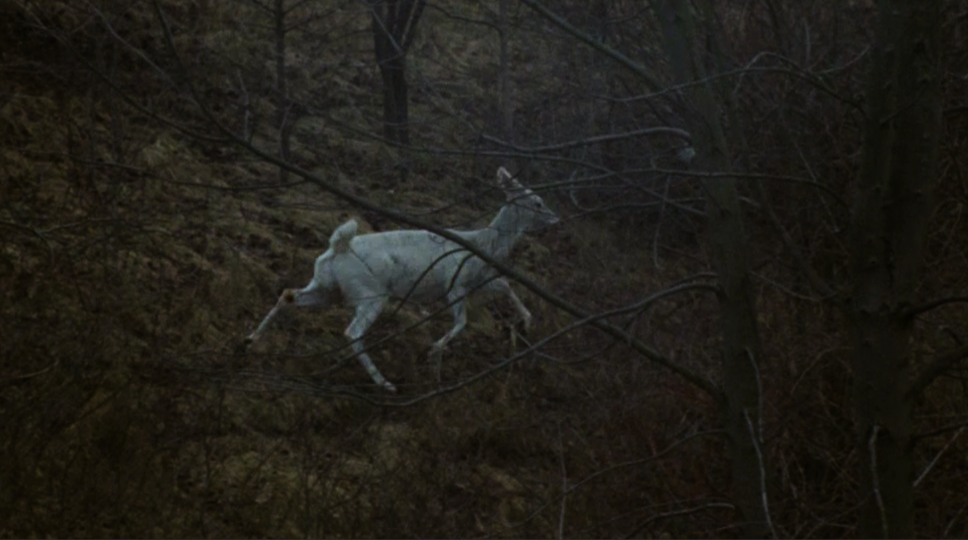 White deer in a foggy forest setting 