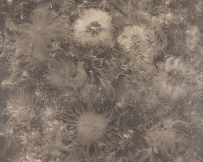 Ryuji Taira (Japanese, b. 1960), Flowers & Seeds, 2004. Platinum/palladium print on Japanese gampi paper. George Eastman Museum, purchase with funds from Drs. Bruce Barnes and Joseph Cunningham, and Jamie M. Allen and Al Carver Kubik in honor of Janice G. Ashley, 2024. 