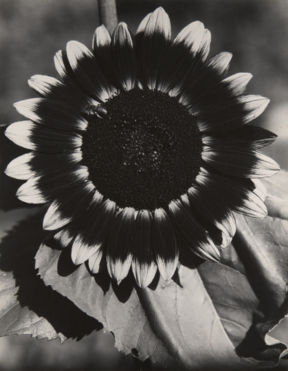 Edward Steichen (American, b. Luxembourg, 1879–1973), Bee on a Sunflower, ca. 1920. Gelatin silver print, printed 1961. George Eastman Museum, bequest of Edward Steichen, 1981. © 2025 estate of Edward Steichen/Artists Rights Society (ARS)
