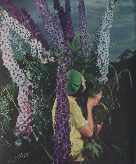 Edward Steichen (American, b. Luxembourg, 1879–1973), Membership prospectus for the American Delphinium Society, 1936. Offset lithograph. George Eastman Museum, bequest of Edward Steichen. © 2025 estate of Edward Steichen/Artists Rights Society (ARS)