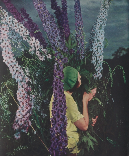 Edward Steichen (American, b. Luxembourg, 1879–1973), Membership prospectus for the American Delphinium Society, 1936. Offset lithograph. George Eastman Museum, bequest of Edward Steichen. © 2025 estate of Edward Steichen/Artists Rights Society (ARS)