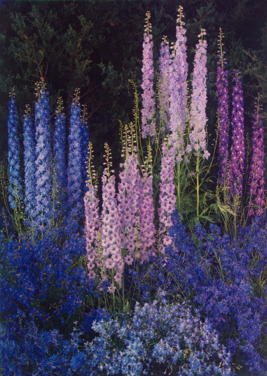  Edward Steichen (American, b. Luxembourg, 1879–1973), Delphiniums, 1940. Dye imbibition print. George Eastman Museum, bequest of Edward Steichen, 1981. © 2025 estate of Edward Steichen/Artists Rights Society (ARS)