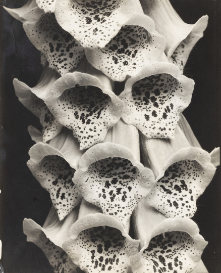 Edward Steichen (American, b. Luxembourg, 1879–1973), Foxgloves, France, 1926. Gelatin silver print. Lent by the Mary and Leigh Block Museum of Art, Northwestern University, gift of Richard and Jackie Hollander in memory of Ellyn Lee Hollander, 2019.29.20. © 2025 estate of Edward Steichen/Artists Rights Society (ARS)