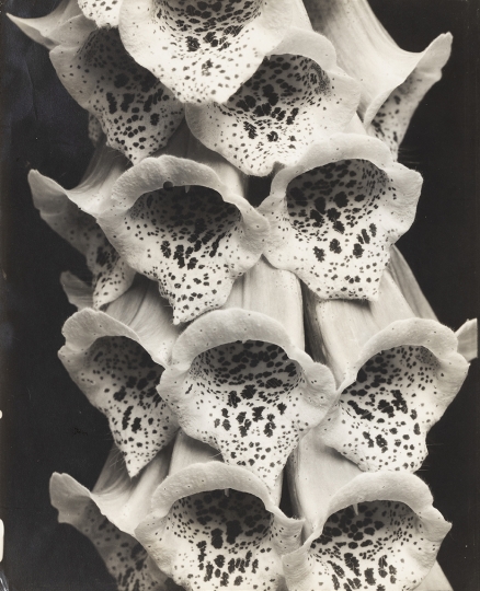 Edward Steichen (American, b. Luxembourg, 1879–1973), Foxgloves, France, 1926. Gelatin silver print. Lent by the Mary and Leigh Block Museum of Art, Northwestern University, gift of Richard and Jackie Hollander in memory of Ellyn Lee Hollander, 2019.29.20. © 2025 estate of Edward Steichen/Artists Rights Society (ARS)