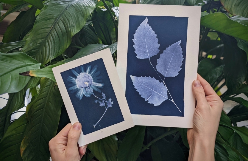 Floral cyanotypes in front of plant