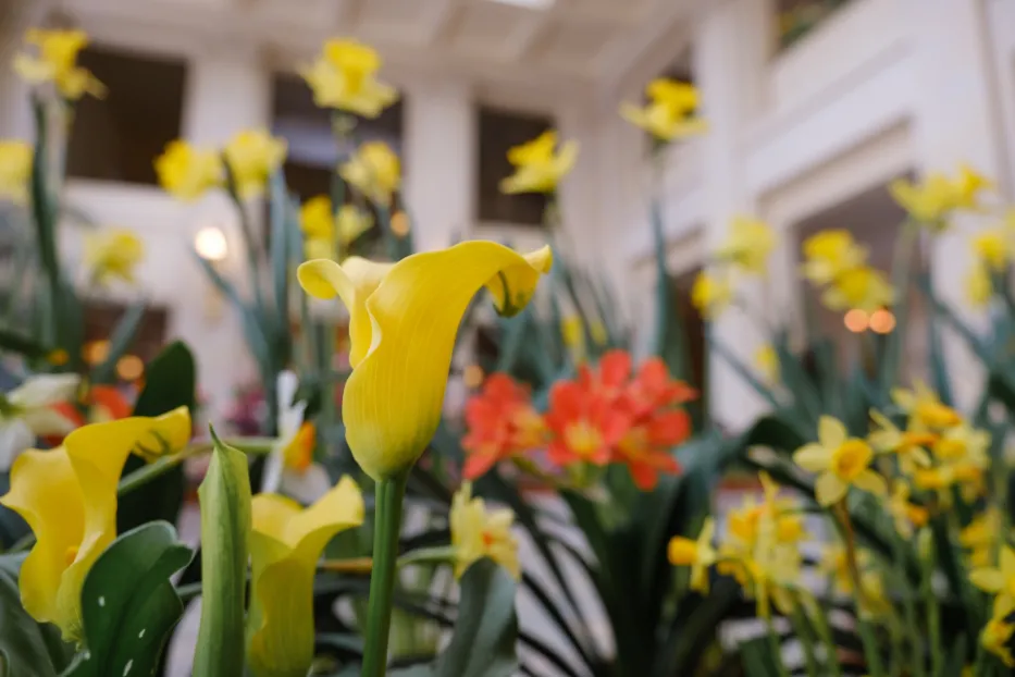 Yellow tulips at the Dutch Connection display
