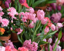 Tulips