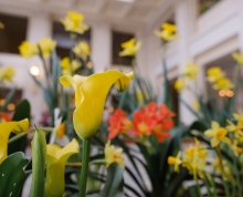 Yellow tulips at the Dutch Connection display