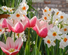 Pink tulips and white daffodils at the Dutch Connection display