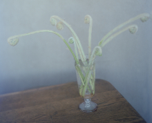 A glass holds several green fern fiddleheads, displayed on a wooden table against a plain, grayish wall. By artist Ahndraya Parlato