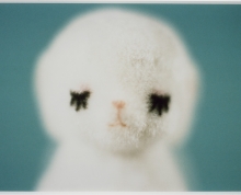 Sleeping Lamb