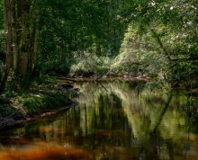 Trees line sides of a creek