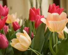 Dutch Connection tulips