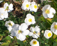 Japanese anemone