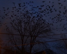 Cauleen Smith, Crow Requiem, 2016, HD film still