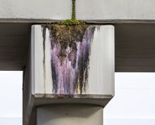 Concrete overpass support with erosion on it and plant growing in crevices