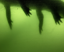Alligator legs in green water