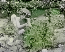 A hand painted film still that was black and white. A little girl poses as cupid in a rose garden.