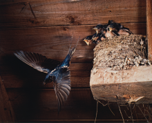  Barn Swallow