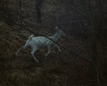 White deer in a foggy forest setting 
