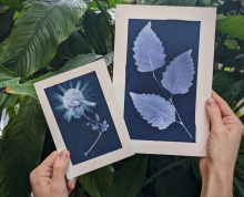 Floral cyanotypes in front of plant