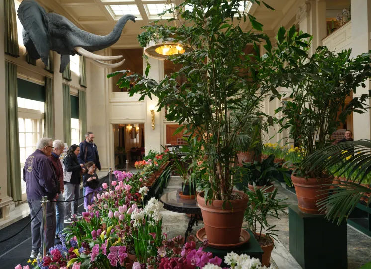 A flower display in the mansion's conservatory during the Dutch Connection display